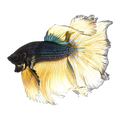 Mustard Gas Halfmoon Fighting Fish | Betta splendens