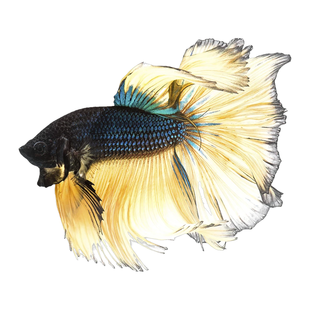 Mustard Gas Halfmoon Fighting Fish | Betta splendens