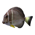 Mustard Guttatus Tang | Acanthurus guttatus