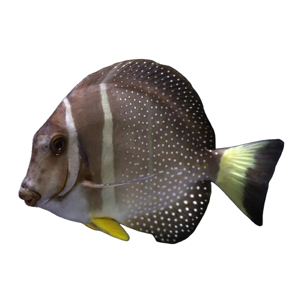 Mustard Guttatus Tang | Acanthurus guttatus