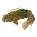 Muzzled Blenny | Omobranchus punctatus