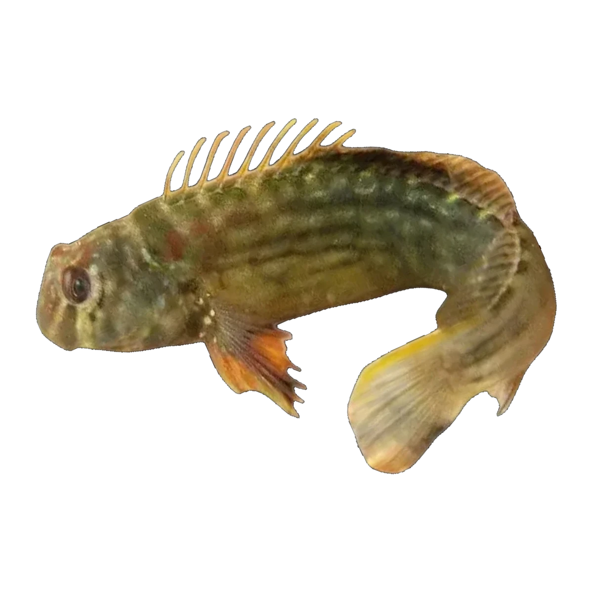 Muzzled Blenny | Omobranchus punctatus