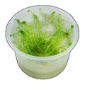 Myriophyllum Simulans Milfoil | Myriophyllum simulans