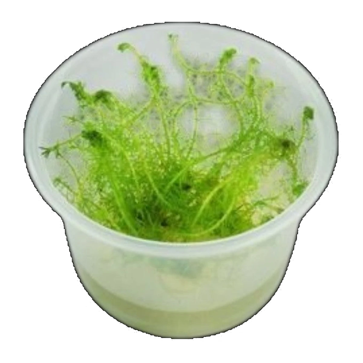 Myriophyllum Simulans Milfoil | Myriophyllum simulans