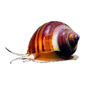 Mystery Snail | Pomacea diffusa
