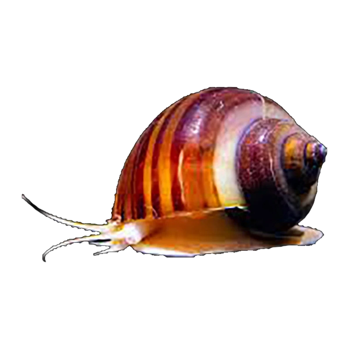 Mystery Snail | Pomacea diffusa