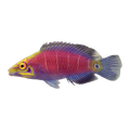Mystery Wrasse | Pseudocheilinus ocellatus