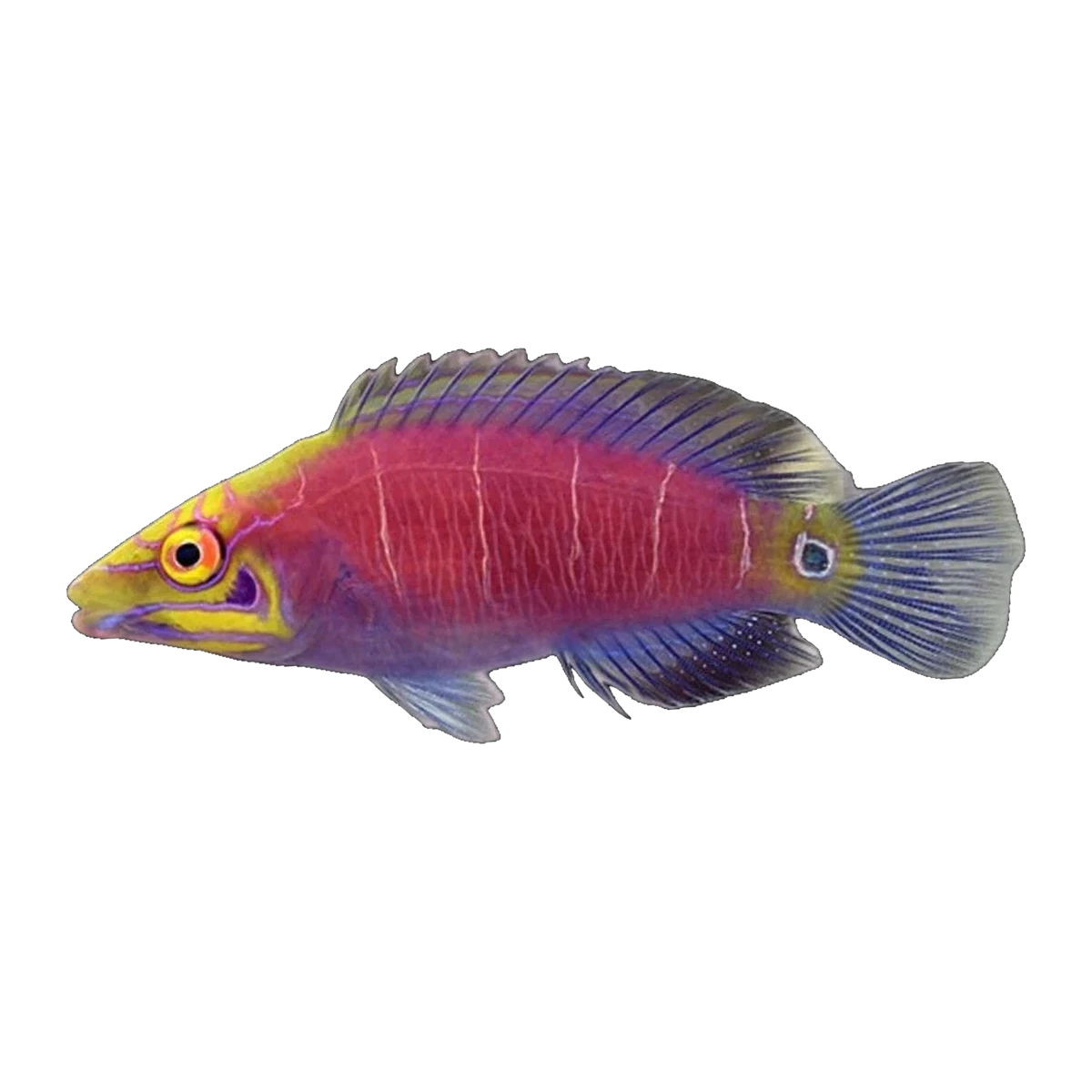 Mystery Wrasse | Pseudocheilinus ocellatus