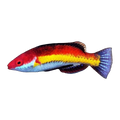 Naoko Fairy Wrasse | Cirrhilabrus naokoae