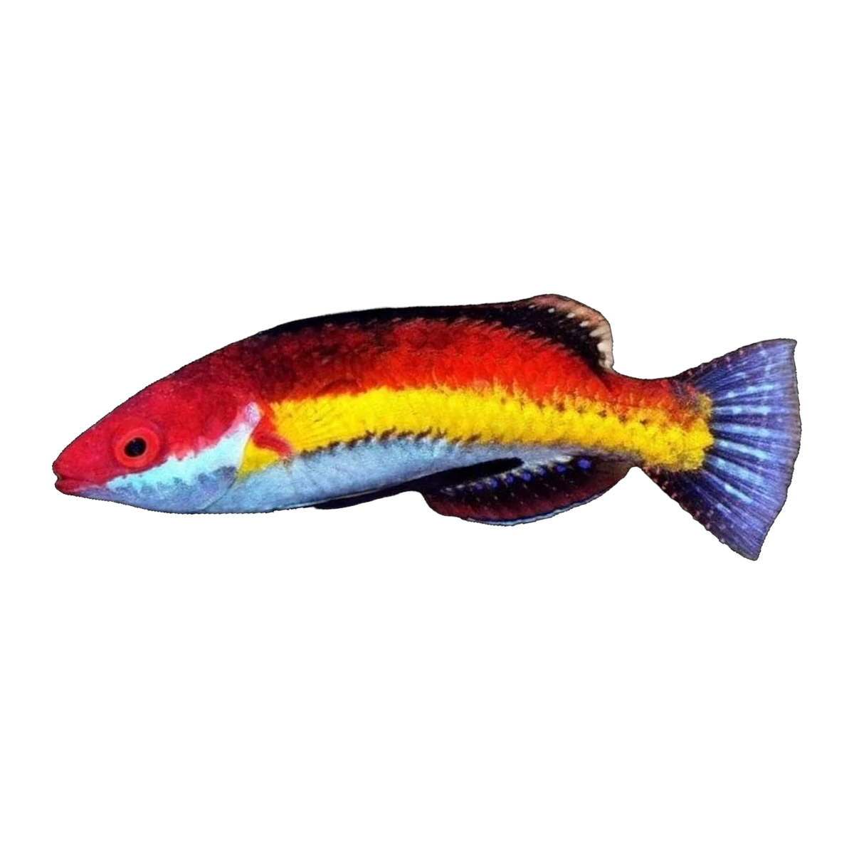 Naoko Fairy Wrasse | Cirrhilabrus naokoae