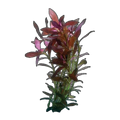 Narrow Leaf Ludwigia | Ludwigia arcuata