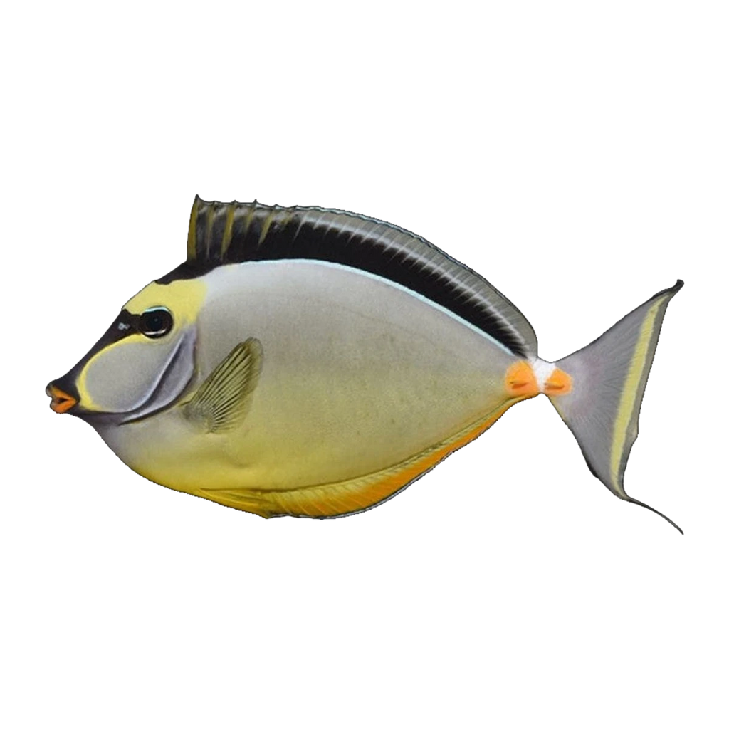 Naso Tang | Naso lituratus