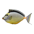 Naso Tang | Naso lituratus
