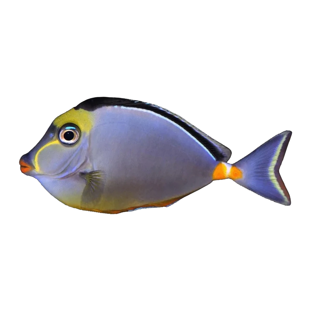 Naso Tang | Naso lituratus