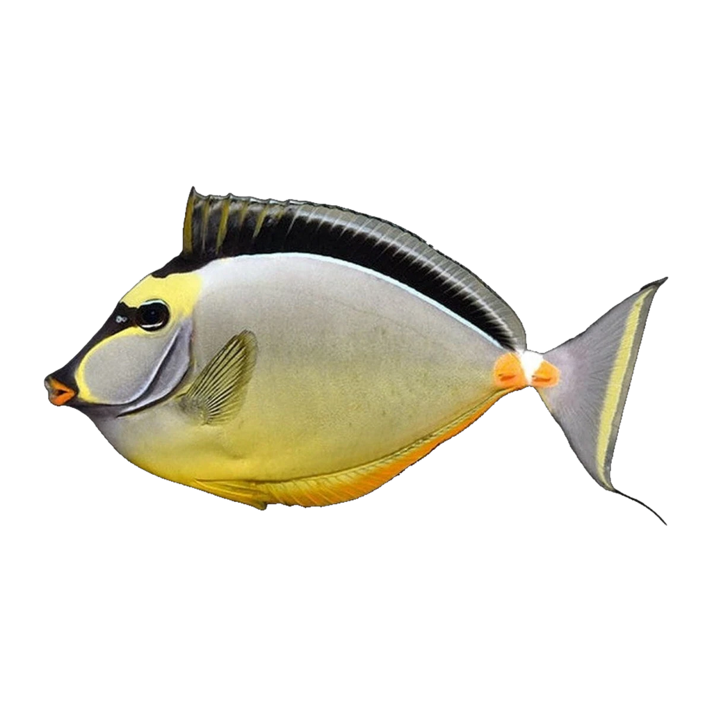 Naso Tang | Naso lituratus