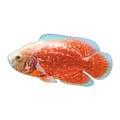 Nemo Oscar (Astronotus ocellatus), side profile facing right