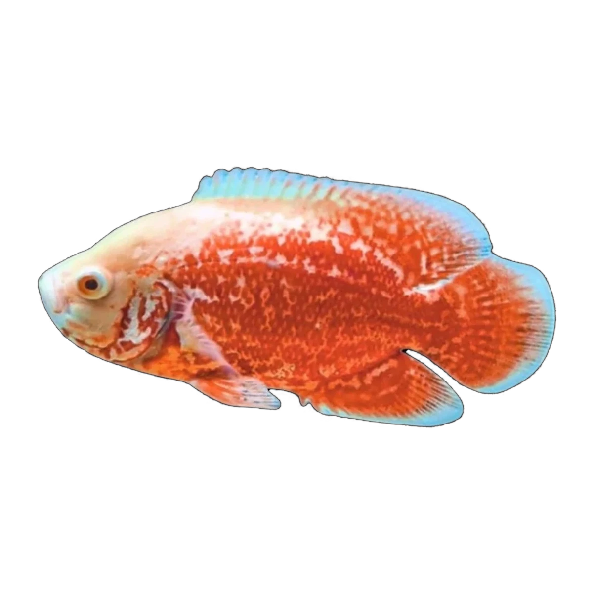 Nemo Oscar (Astronotus ocellatus), side profile facing right