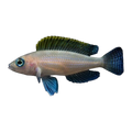 Caudopunctatus Cichlid | Neolamprologus caudopunctatus