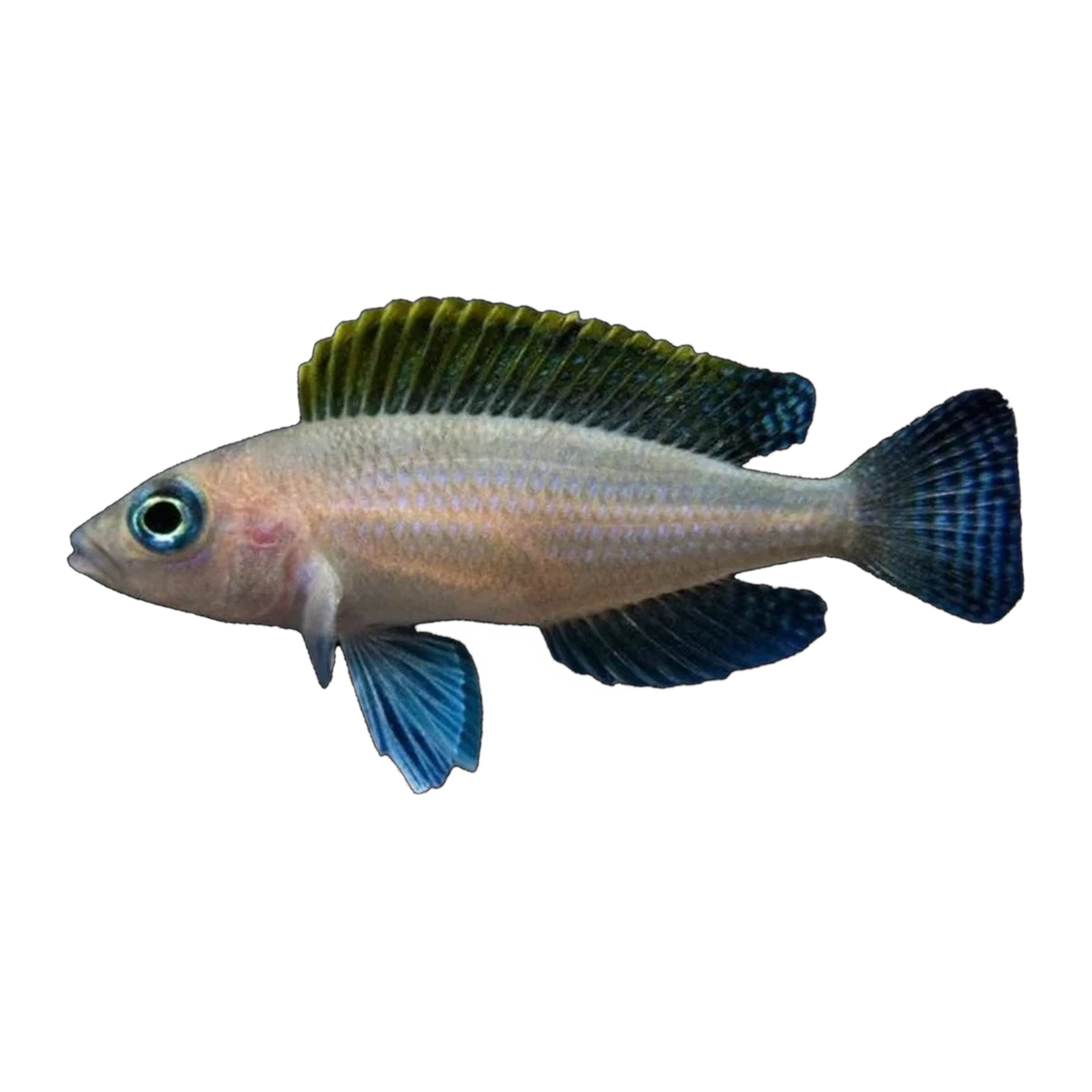 Caudopunctatus Cichlid | Neolamprologus caudopunctatus