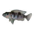 Neolamprologus hecqui | Neolamprologus hecqui