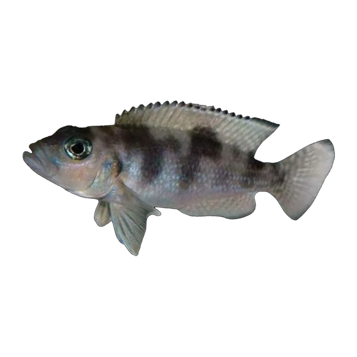 Neolamprologus hecqui | Neolamprologus hecqui