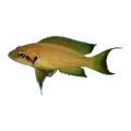 Neolamprologus helianthus – Neolamprologus helianthus