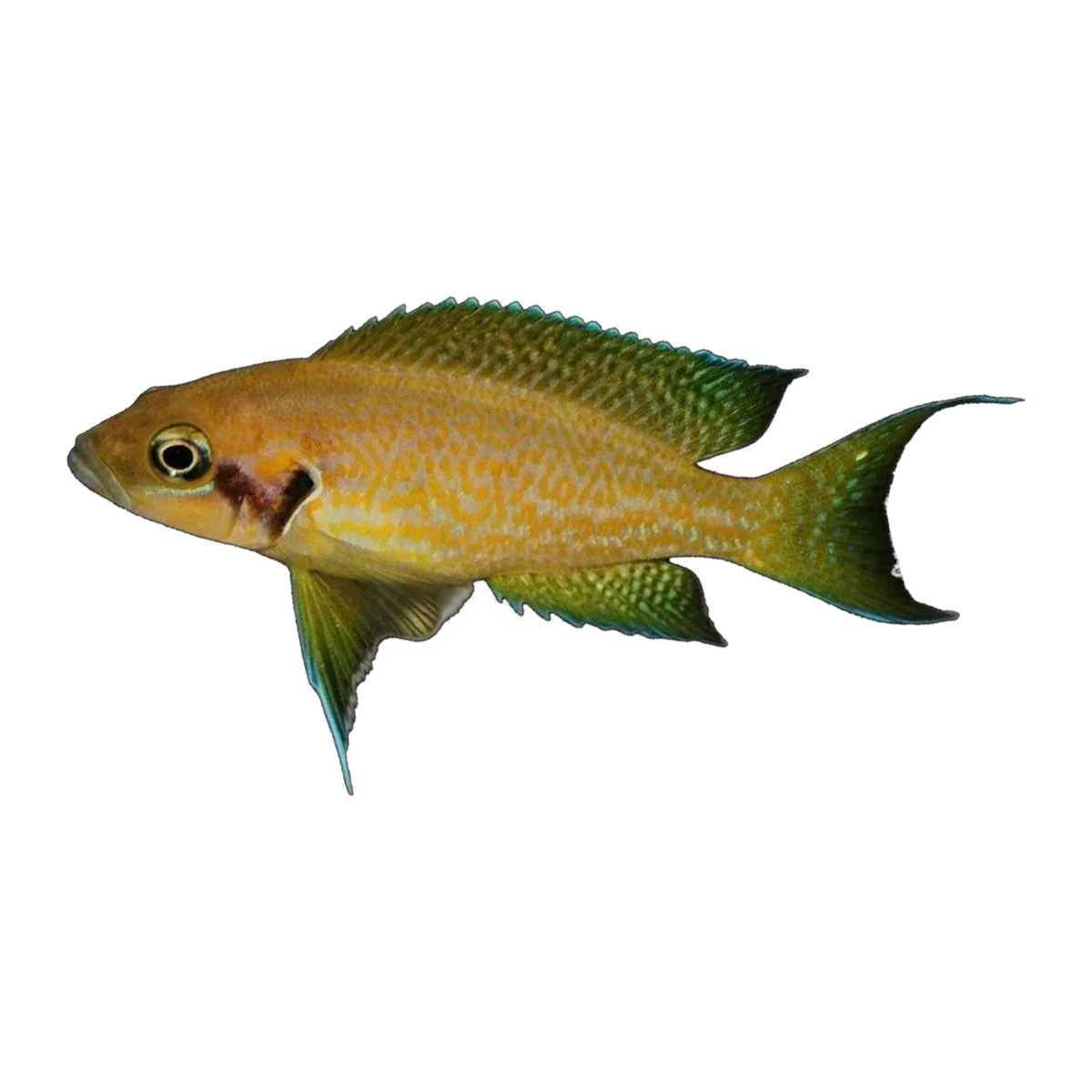 Neolamprologus helianthus – Neolamprologus helianthus