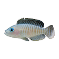 Neolamprologus multifasciatus – Neolamprologus multifasciatus