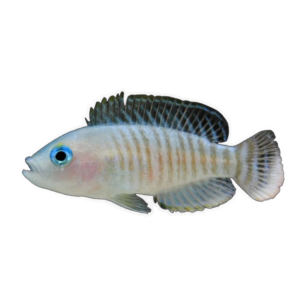 Neolamprologus multifasciatus – Neolamprologus multifasciatus
