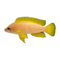 Neolamprologus mustax – Neolamprologus mustax