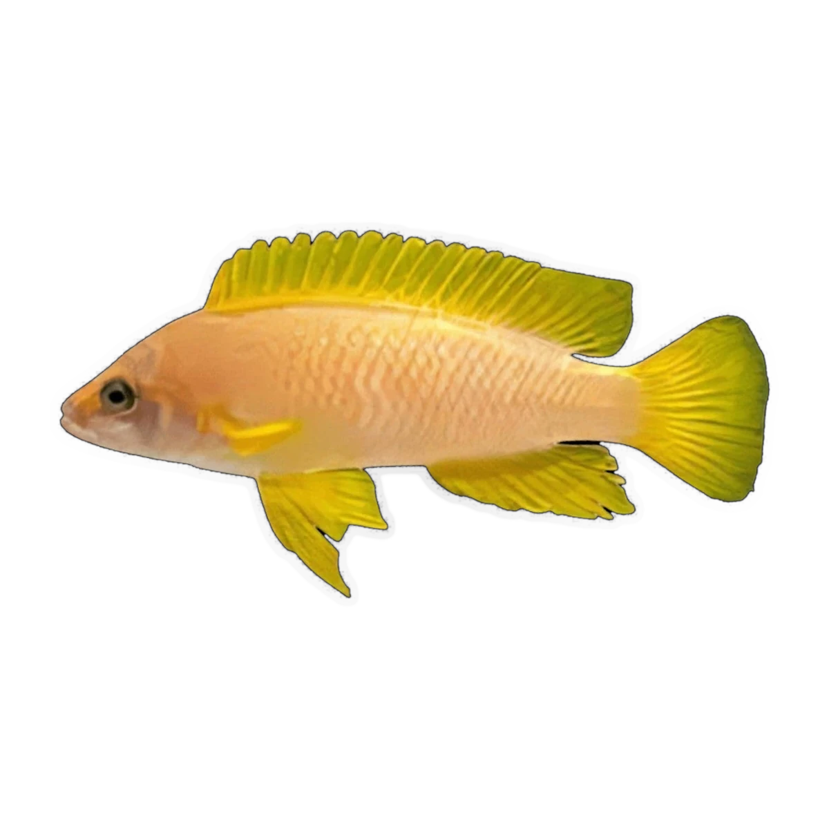 Neolamprologus mustax – Neolamprologus mustax