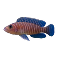 Neolamprologus similis | Neolamprologus similis