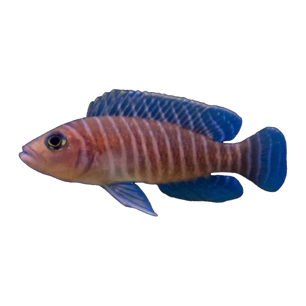 Neolamprologus similis | Neolamprologus similis