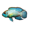 Neon Blue Acara Cichlid (Andinoacara pulcher)