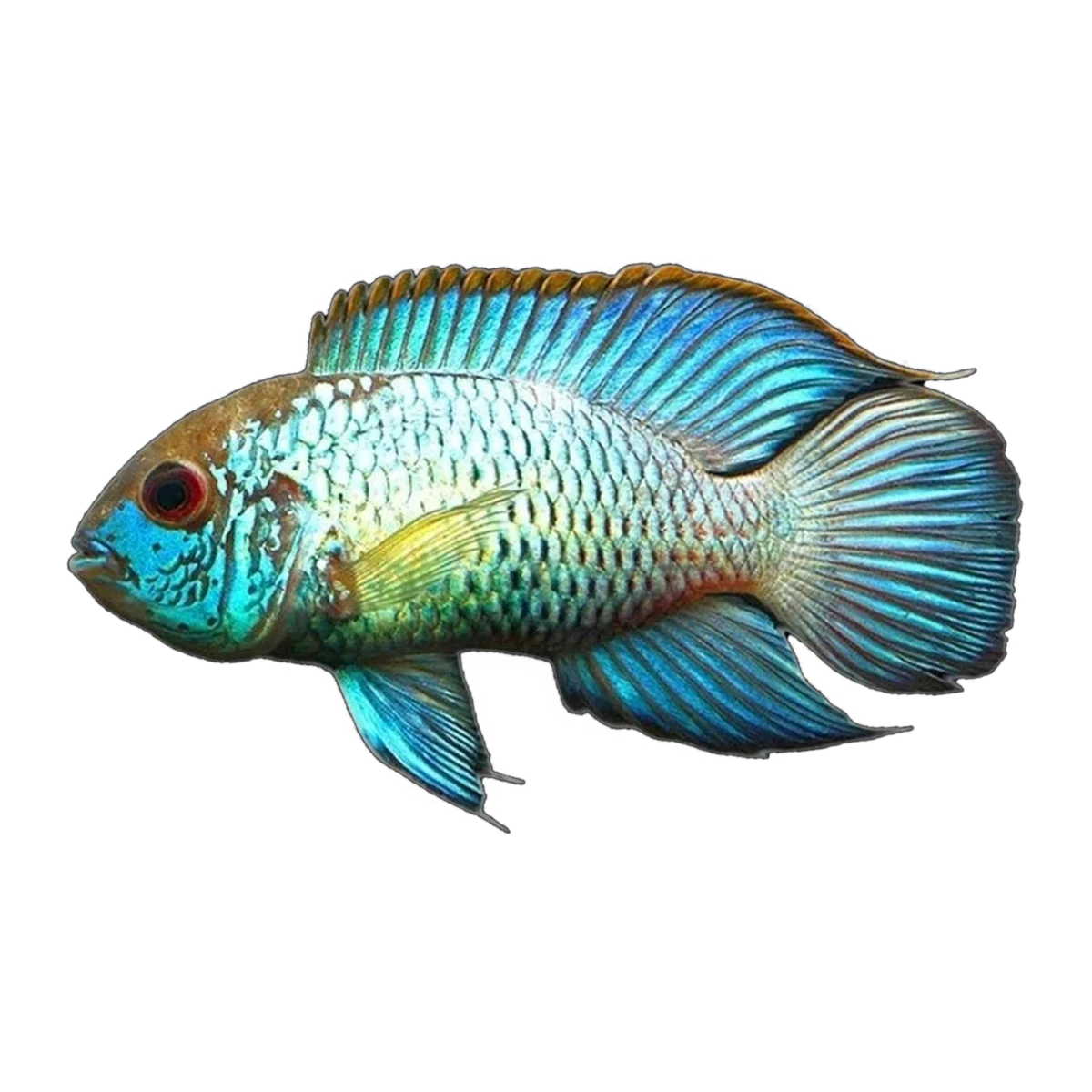 Neon Blue Acara Cichlid (Andinoacara pulcher)