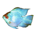 Neon Blue Balloon Ram (Mikrogeophagus ramirezi), side profile facing right