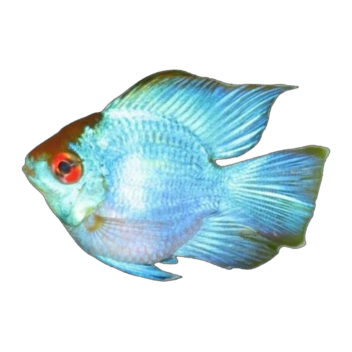 Neon Blue Balloon Ram (Mikrogeophagus ramirezi), side profile facing right