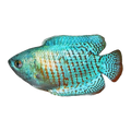 Neon Blue Dwarf Gourami