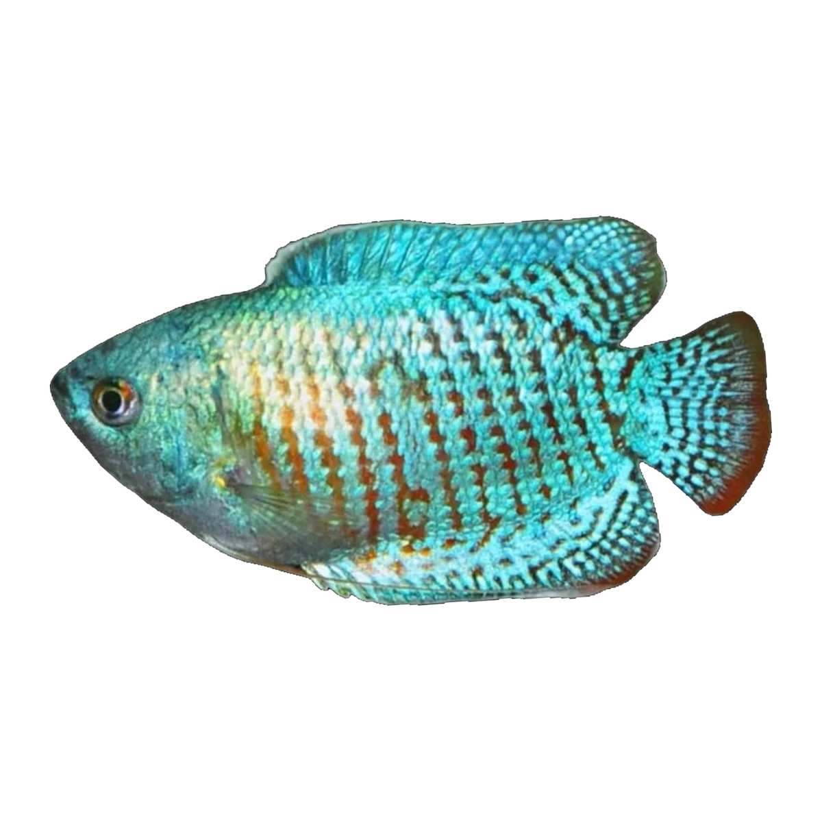 Neon Blue Dwarf Gourami