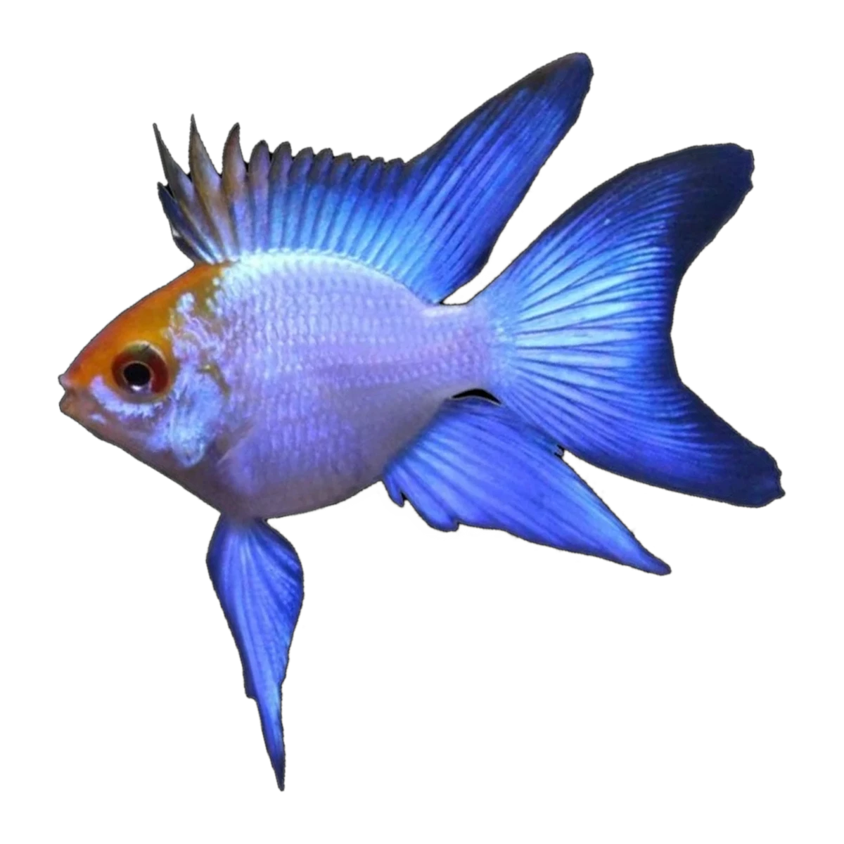 Neon Blue Gold Head Balloon Ram (Mikrogeophagus ramirezi), side profile facing right