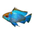 Neon Blue Gold Head Ram (Mikrogeophagus ramirezi), side profile facing right
