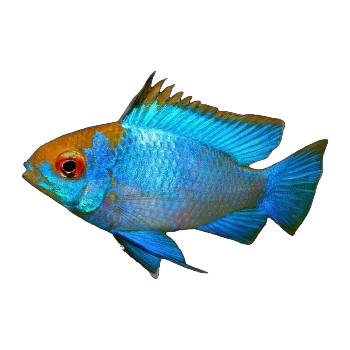 Neon Blue Gold Head Ram (Mikrogeophagus ramirezi), side profile facing right