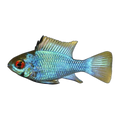 Neon Blue Ram (Mikrogeophagus ramirezi), side profile facing right
