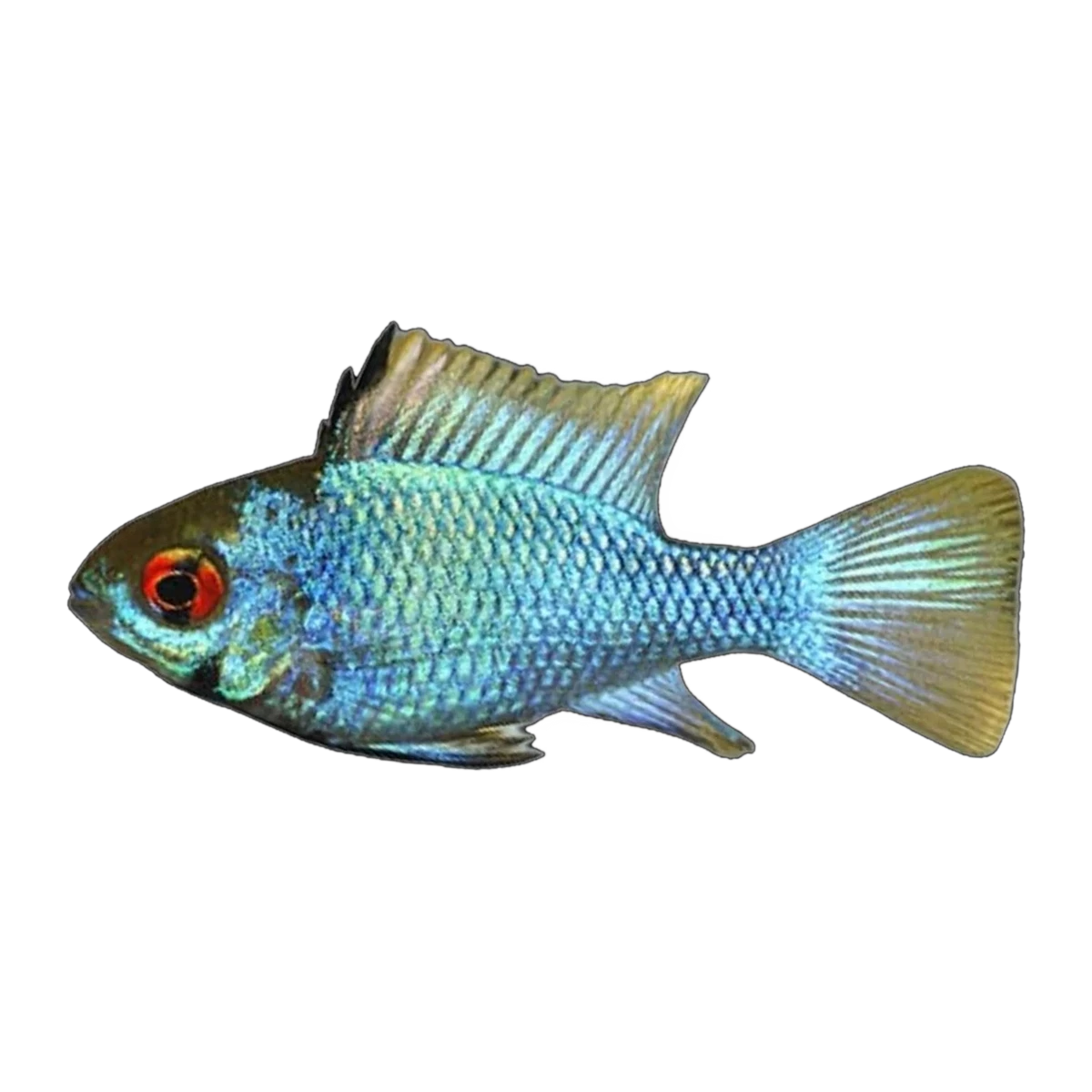 Neon Blue Ram (Mikrogeophagus ramirezi), side profile facing right