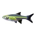 Neon Green Rasbora