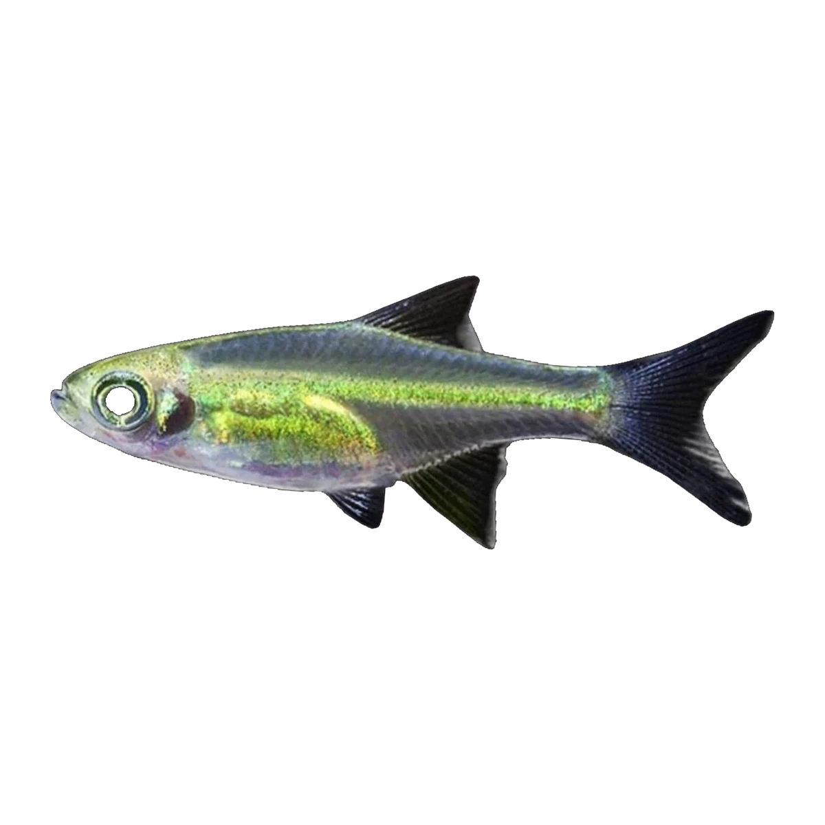 Neon Green Rasbora