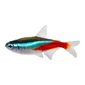 Neon Tetra