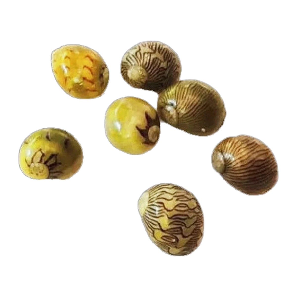 Nerite Snail | Clithon oualaniensis