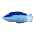New Guinea Wrasse | Anampses neoguinaicus