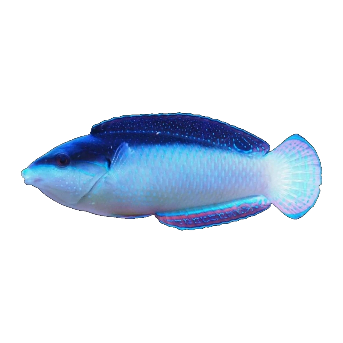New Guinea Wrasse | Anampses neoguinaicus